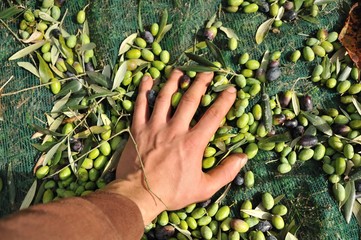 Olive biologiche