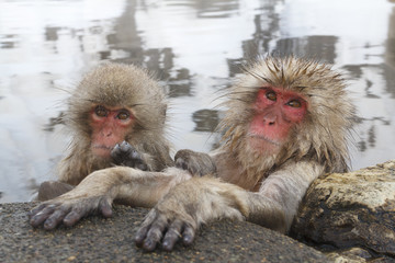 Snow monkeys in a hot spring at Jigokudani
