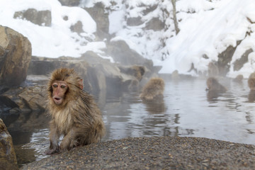 Snow monkeys at Jigokudani