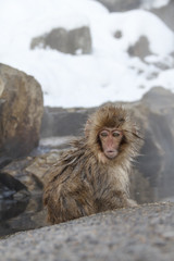 Child snow monkey