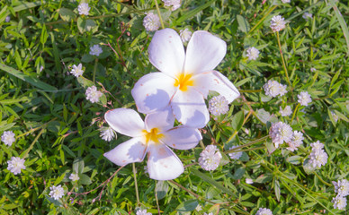 plumeria drop on the floor