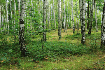 Fototapeta premium spring czech forest