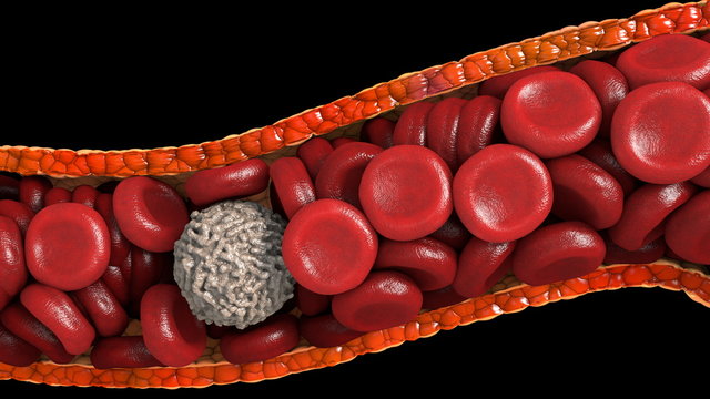 Detailed Model Cross-Section of a Vessel with Red and White Blood Cells Erythrocytes Leukocytes