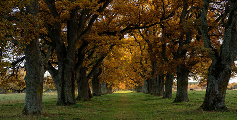 Oak alley in sunset