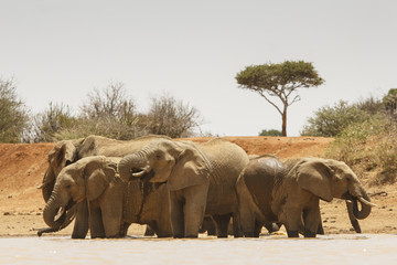 Herd African Elephant drinking at river