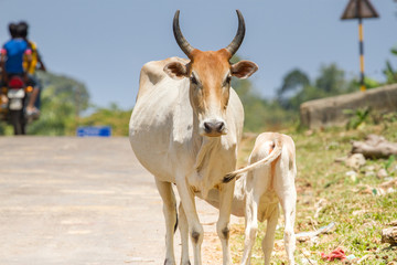 Calf drinking milk from acow. Cow a sacred animal in India