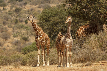 Reticulated Giraffe