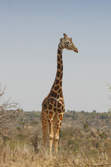 Reticulated Giraffe