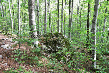 Beech forest and a path.Rila Monastery, Bulgaria