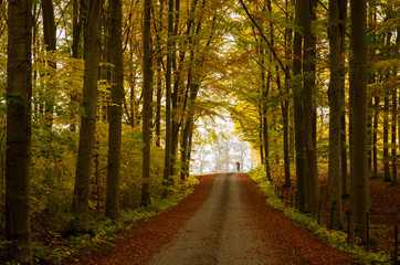 Country road surrounded by beech wood in autumn