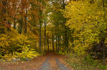 Fototapeta premium Country road surrounded by beech wood in autumn