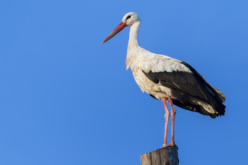 Adult white stork resting on wooden electricity post at blue sky background