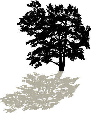 single large black pine silhouette with shadow