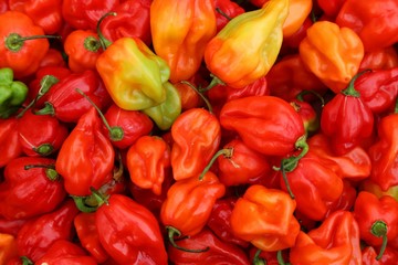 spicy red ripe habanero peppers - obrazy, fototapety, plakaty