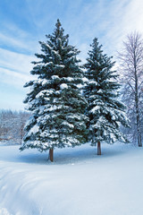 Snowy Two Pine Trees