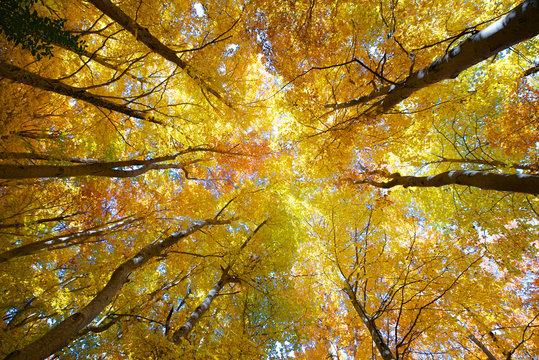 beech forest