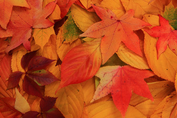 autumn leaves background