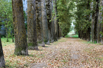 autumn park alley