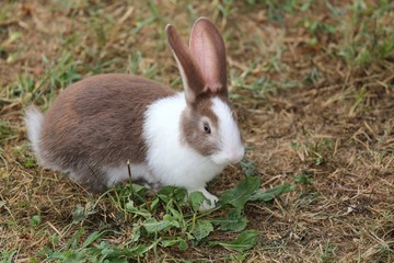 big rabbit with very long ears