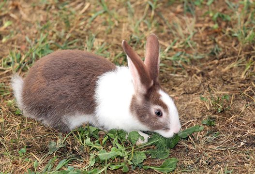 big rabbit with long ears
