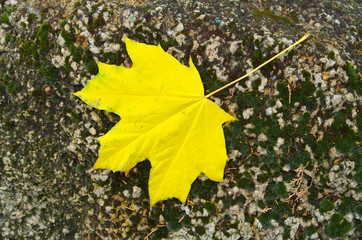 Single maple leaf fallen on the surface of a large stone