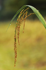 Fototapeta premium Paddy rice close up