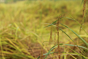 Rice field