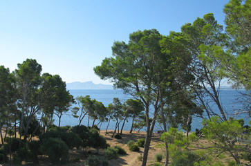 Natural pine forest in Aucanada, Mallorca, Spain.