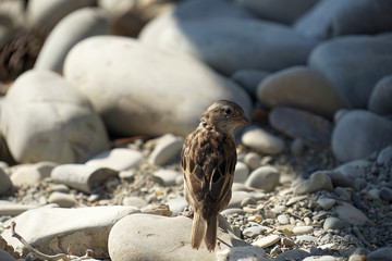 sparrow