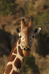 Reticulated Giraffe