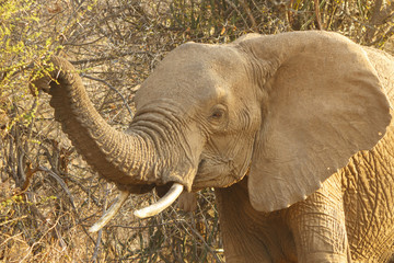 Obraz premium Herd African Elephant drinking at river