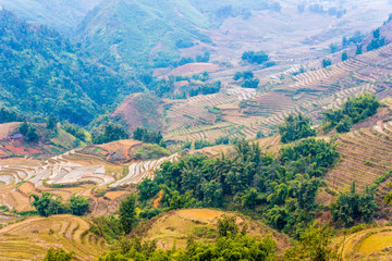 Vietnam, Sapa -  Ricefields