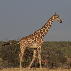 Reticulated Giraffe