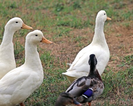 Breeding Of Geese And Ducks In The Farm