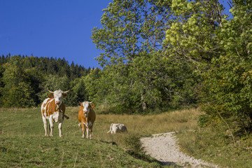 Kühe am Wanderweg in den Alpen