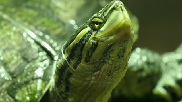 The head of a green Annam leaf turtle. The turtle is looking up with its green shiny scales