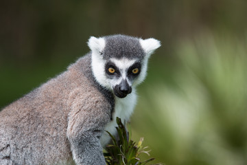 Obraz premium Katta, Lemuren,