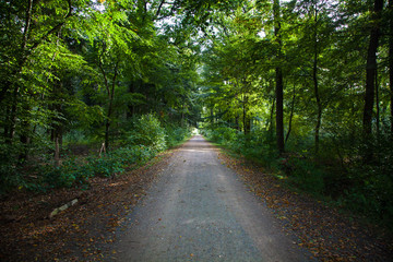 Fototapeta na wymiar Green Forest Footpath Black Forest