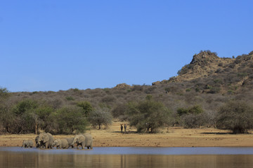 Herd African Elephant drinking at river