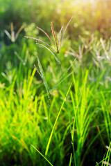 An abstract green background. Close-up on the field of grain.