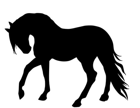 pferd silhouette 
