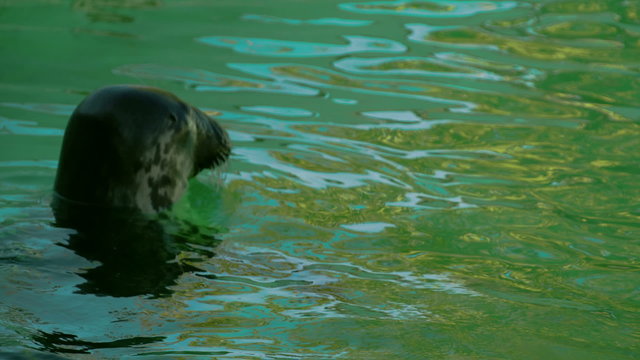 A ringed seal swimming on the water. The ringed seal also known as the jar seal and as netsik or nattiq by the Inuit is an earless seal inhabiting the Arctic and sub-Arctic regions.