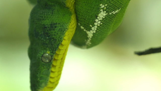 An emerald tree boa snake on a branch of a tree. Corallus caninus commonly called the emerald tree boa is a non-venomous boa species found in the rainforests of South America.