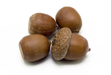 Acorns on the white background.