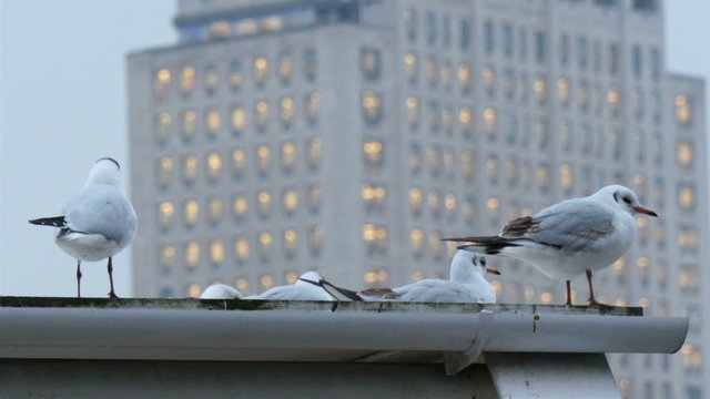 White pigeon birds on the roof of a building. There are four birds just landed on the rooftop