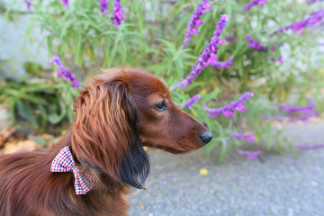 ダックスフンドと花