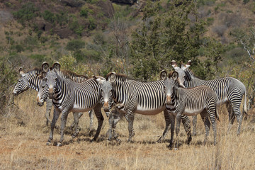 Fototapeta na wymiar Grevy's Zebra