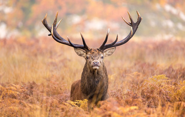 Large red deer stag walking towards the camera - obrazy, fototapety, plakaty