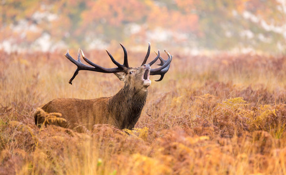 Large red deer stag standing calling in the autumn bracken one autumn morning