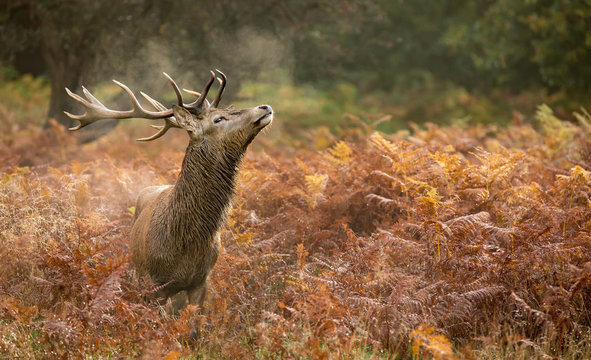 Fototapeta Red deer stag standing in the autumn bracken smelling the air